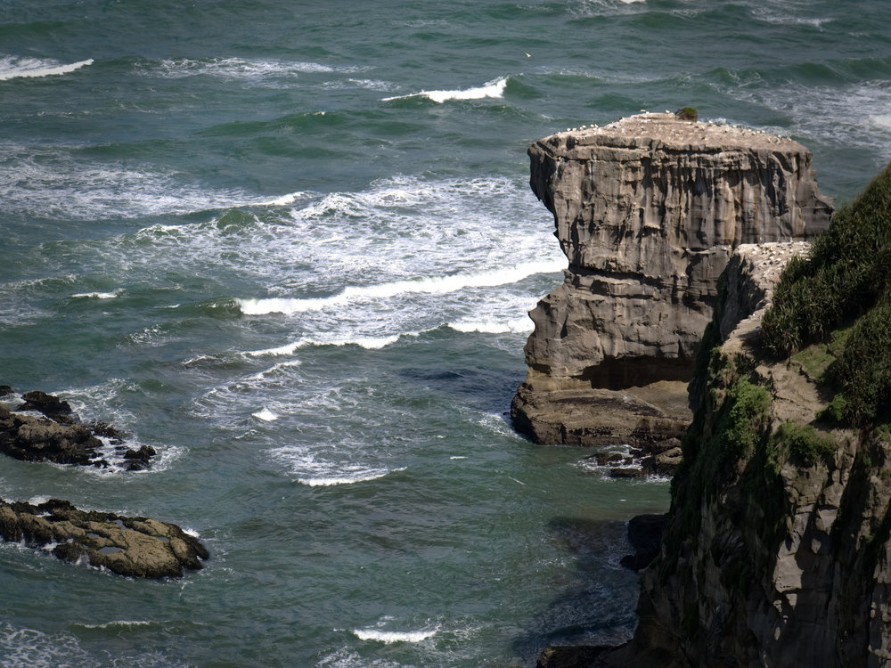 Muriwai Gannetry